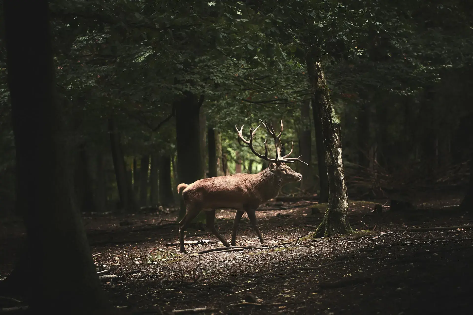 Black Forest Sportwagentour